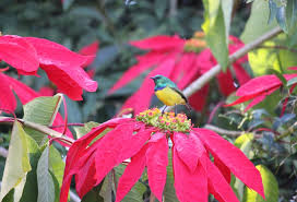 Image result for Globimetula rubripes