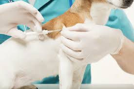 How to register my dogs microchip. Dog Microchipping Questions Answered Argos Pet Insurance