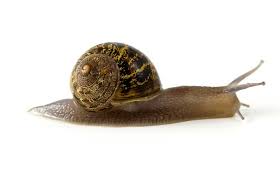 Los animales invertebrados son aquellas especies que no disponen de un esqueleto interno articulado, así como de una columna vertebral. Los Mejores 10 Juegos De Animales Invertebrados Para Educacion Primaria