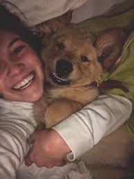 Raising our first golden retriever pet