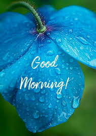 Get the right good morning messages for friends all in one place.everyone has got someone to call a friend, and i know that you are not an exception. Good Morning Images With Blue Flowers Hutomo
