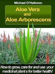 Image result for Aloe arborescens