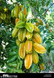 Image result for Averrhoa carambola