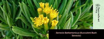 Image result for Senecio barbertonicus