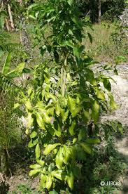 Image result for Opiliaceae