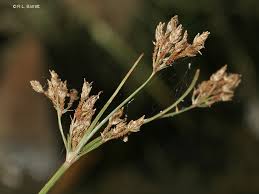 Image result for Fimbristylis