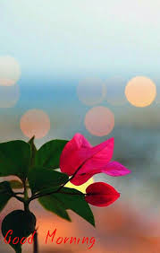 Pin By Ohprinca Presentation On Good Morning Beautiful Flowers Wallpapers Wallpaper Nature Flowers Flowers Photography
