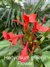 Image result for Syngonanthus welwitschii