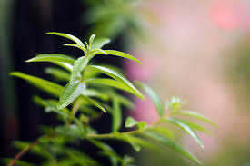 Lemon Verbena in Aromatherapy