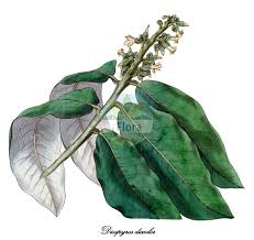 Image result for Ebenaceae