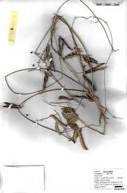 Image result for Teramnus uncinatus