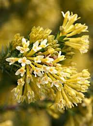 Image result for Gnidia