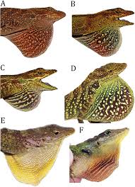 Image result for Anolis gemmosus