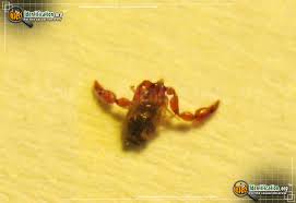 Feel bad killing it now. Pseudoscorpion