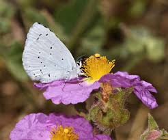 Image result for Celastrina argiolus