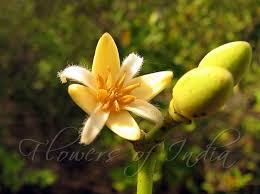 Image result for Rhizophora mucronata