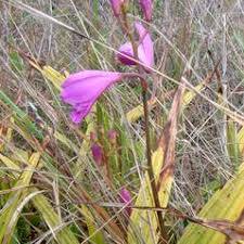 Image result for Blotiella sinuata