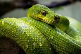 The python identity operator is is quite frequently used to compare objects in python and often in places where the equality operator == should be used. What To Expect In Python 3 8 Sd Times