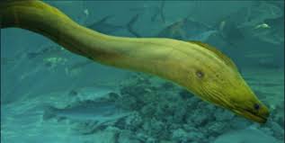 Would you believe moray eels are actually fish? Green Moray Eel Facts Lesson For Kids Biology Class 2021 Study Com