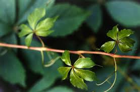 Image result for Parthenocissus quinquefolia