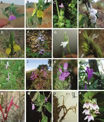 Image result for Justicia heterocarpa