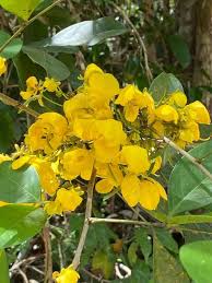 Image result for Chamaecrista wittei