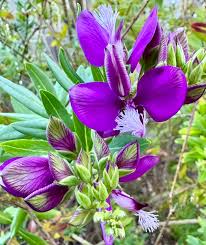 Image result for Polygala myriantha
