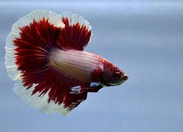Betta Fish Jumping: 4 Reasons Why Your Pet Is Hyperactive