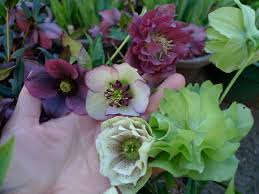 The bay area is the wealthiest region in the united states, due, primarily, to the economic power engines of san jose, san francisco, and oakland. Six Fabulous Winter Flowering Plants Portland Monthly