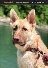 Sable is a pure bred gsd. Dog For Adoption Riley A German Shepherd Dog Husky Mix In White Plains Md Petfinder