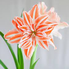 Awesome Amaryllis Flower Field 2021 Bulb Flowers Amaryllis Bulbs Perennial Plants