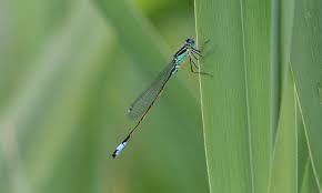 Image result for Triumfetta brachyceras