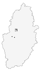 Image result for Ericinella