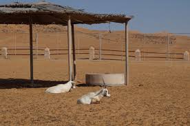 See 269 traveler reviews, 294 candid photos, and great deals for nomadic desert camp, ranked #1 of 4 specialty lodging in oman and rated 4.5 of 5 at nomadic desert camp hotel wahiba sands. Datei Oryx In Wahiba Sands Desert Camp Jpg Wikipedia