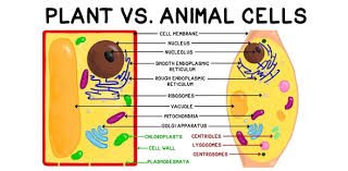Animal classification (starts with vertebrates/invertebrates. Animal And Plant Cell Quiz Proprofs Quiz