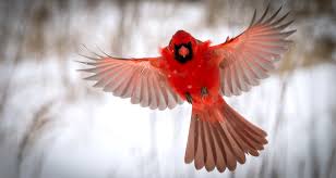 Whether they're spiritual messengers, playful birds or symbols of love. Why Are Cardinals So Red Farmers Almanac
