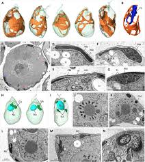 Image result for Isonema