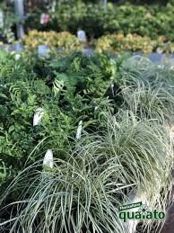 Trova una vasta selezione di piante finte pendenti a prezzi vantaggiosi su ebay. 5 Bellissime Piante Perenni Ricadenti Floricoltura Quaiato
