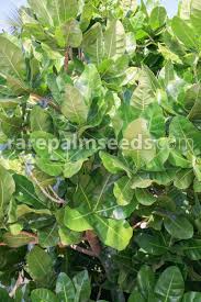 Image result for Barringtonia asiatica