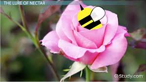 Showy flowers are displaying their need to be pollinated by insects, birds, or other pollinators. What Are Pollinators Types Importance Examples Video Lesson Transcript Study Com