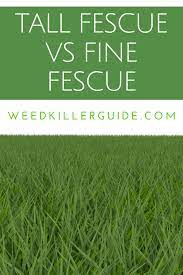 Tall Fescue Vs Fine Fescue Which One To Choose In 2020 In 2020 Tall Fescue Fescue Tall Fescue Lawn