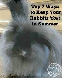 Position an oscillating fan so that it blows in the rabbit cage. Top 7 Ways To Keep Your Rabbits Cool In Summer The Cape Coop