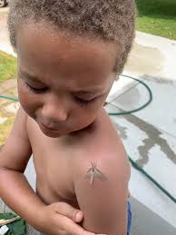 Fish Fly Season in St. Clair Shores, Michigan