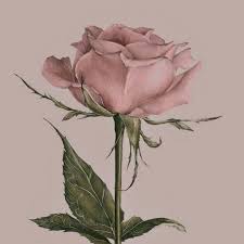 Black And Rose Gold Wallpaper Rose Flowers Romance Beautiful Drawing Rosegold Wallpaper Color Rose Gold Wallpaper Phone Wallpaper Black Phone Wallpaper