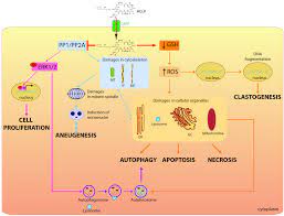 Search a wide range of information from across the web with superdealsearch.com The Kidney Vero E6 Cell Line A Suitable Model To Study The Toxicity Of Microcystins Intechopen