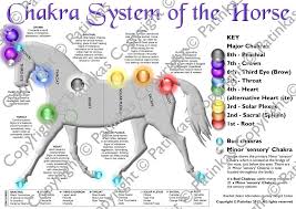 At the front of the chest and at the base of the withers, the heart chakra is the center of love, trust, compassion. The Chakra System Of The Horse Animal Reiki Chakra Horse Healing