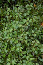 Image result for Melochia melissifolia