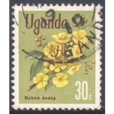 Image result for Ochna ovata