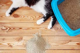 bệnh viêm đường tiết niệu ở mèo