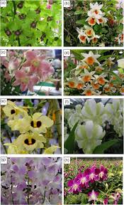 Image result for Fern Green 1994 Reliant